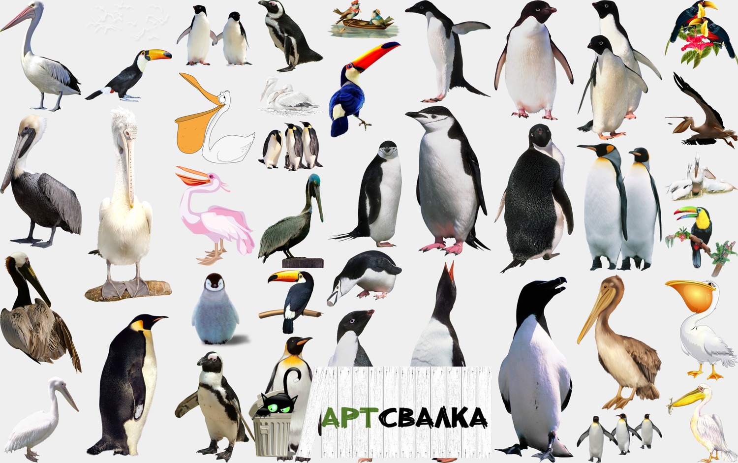 Попугаи, пингвины и пеликаны на прозрачном фоне | Parrots, penguins and pelicans on a transparent background